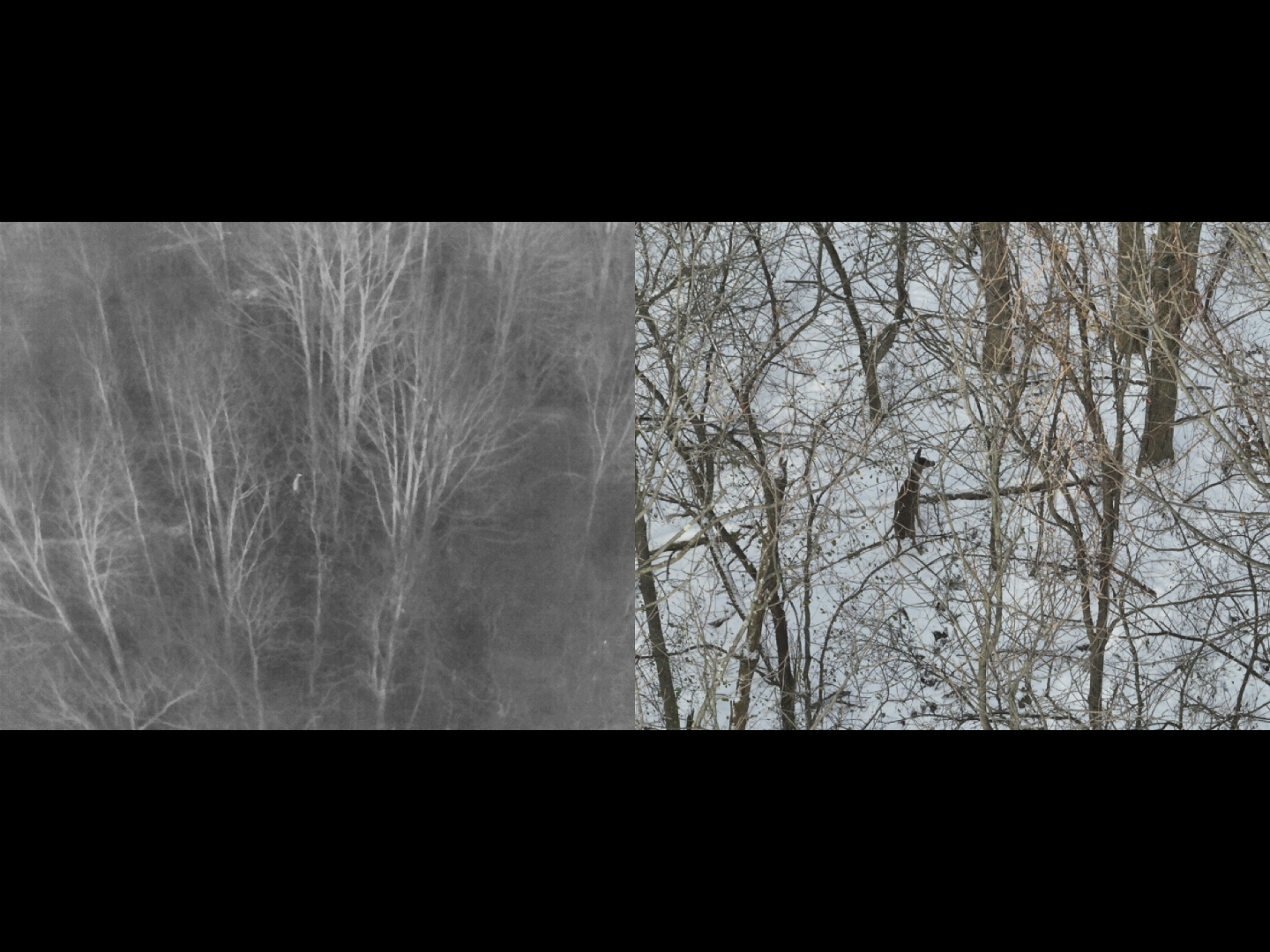 Split-screen thermal and visual aerial image used for wildlife inventory